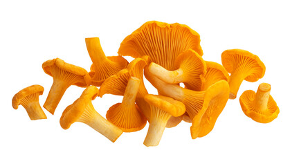 Fresh chanterelle mushrooms isolated on white background