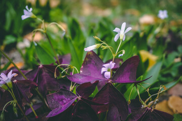 Purple Leaves