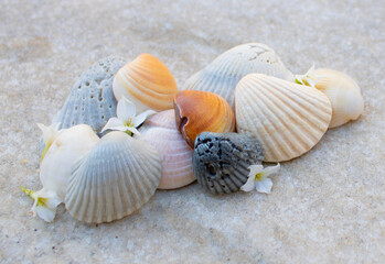 Conchas do mar com flores brancas 