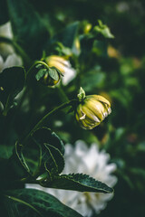 Dahlia
