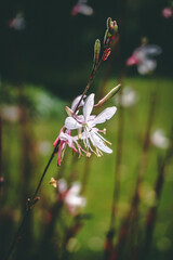 Meadow Flowers