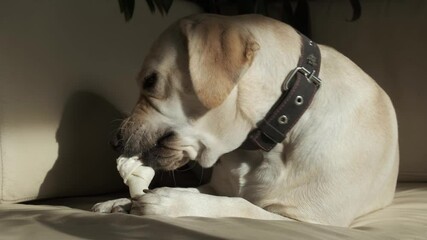 A young dog is eating a treat while lying on the couch. Labrador bitch on a leather couch. Fawn color. close-up. Portrait.