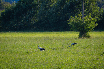 Storks resting on meadow in late summer, gathering energy for migration south.