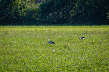 Obraz na płótnie Canvas Storks resting on meadow in late summer, gathering energy for migration south.