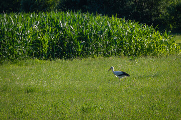 Fototapeta premium Storks resting on meadow in late summer, gathering energy for migration south.