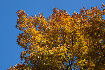 Fototapeta premium Orange fall tree leaves