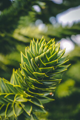 Monkey Puzzle Branch