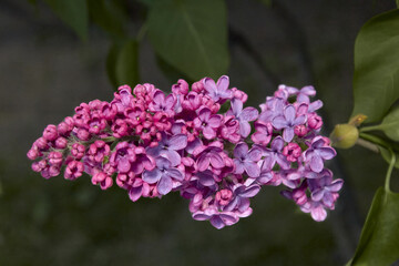 Flowering lilac tree in garden on spring day