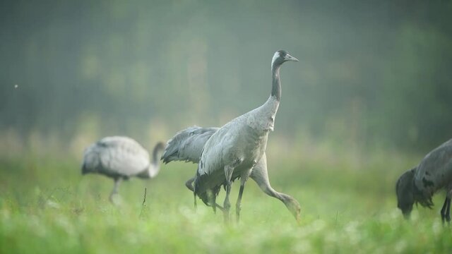Common crane bird ( grus grus )