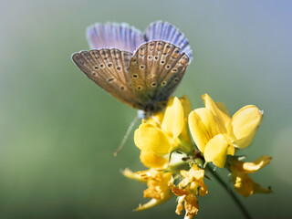 Motyl na kwiatku