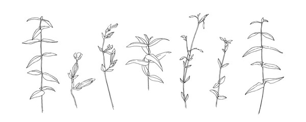Hand drawn wild flower collection. Outline herbs with leaves painted by ink. Black isolated sketch vector on white background