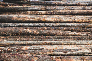 A stack of cut trees lays wet in a pile at a lumber yard after being logged from a forest