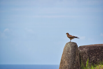 ave rapaz en isla de pascua
