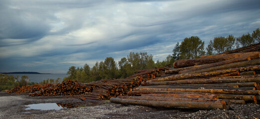 Fototapeta na wymiar A stack of cut trees lays wet in a pile at a lumber yard after being logged from a forest