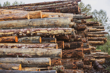 A stack of cut trees lays wet in a pile at a lumber yard after being logged from a forest