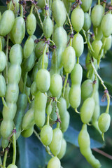 Sophora japonica pendula