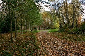 Dirt road lined with fall trees