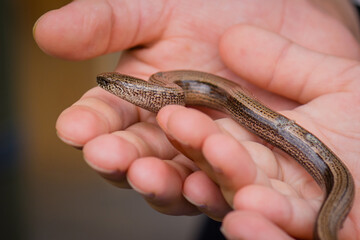 Young boy holding blindworm in his hand before releasing it in natural environment.