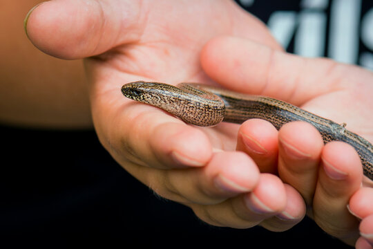 Young boy holding blindworm in his hand before releasing it in natural environment.