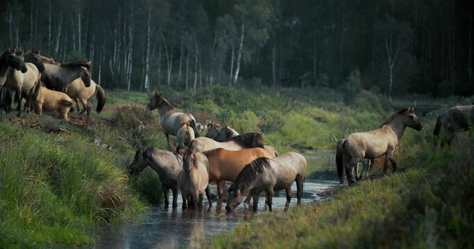 A herd of tarpan at a watering hole. In wild nature