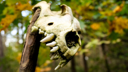 A dog scull holding on wooden stick in the  autumn forest