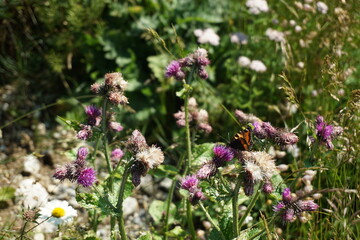 Alpine wild flower meadow with thistles and butterfly in Swiss Alps