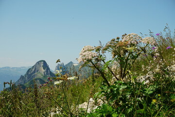 View on alpine wild flower meadow and mountains in the background in Appenzeller Alps, Switzerland