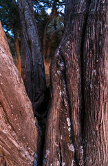SABINA - SPANISH JUNIPER (Juniperus thurifera), Sabinar de Calatañazor, Soria province, Castilla y Leon, Spain, Europe