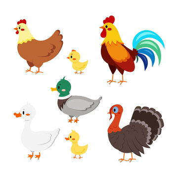 Farm birds set isolated on white background. Cute cartoon domestic bird character - turkey, duck, goose, gosling, hen, chicken, rooster. Vector flat design poultry collection illustration.