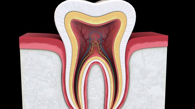 Tooth - rotation zoom out - 3D model animation on a black background