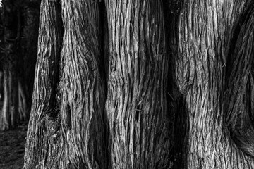 SABINA - SPANISH JUNIPER (Juniperus thurifera), Sabinar de Calatañazor, Soria province, Castilla y Leon, Spain, Europe