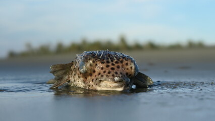 Dead puffer fish/Balloonfish at the beach