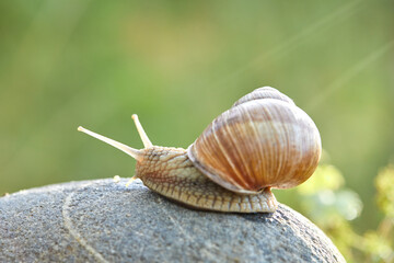  snail crawling on the stone