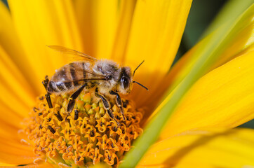 bee pollinates yellow flower/pollination of a yellow flower by a bee