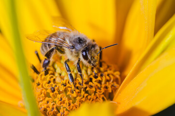 bee pollinates yellow flower/pollination of a yellow flower by a bee