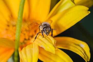 honey bee collecting pollen at yellow flower/Bee pollinates pollen from yellow flower