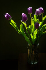 Bouquet of fresh purplish tulips in glass jar, flowers beautifully  illuminated by the sunlight, blurred  dark background, still life, copy space