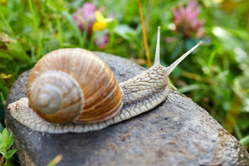 snail crawling on the stone