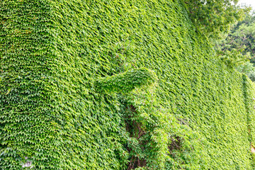 The wall of an old abandoned house is completely overgrown with wild grapes.