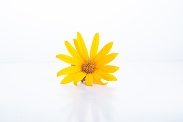 Yellow flowers macro photography isolated on white