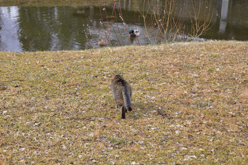 grey wild cat in the forest hunts and lives in the forest
