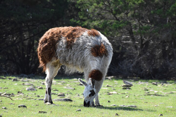 Llama 