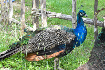 peacock in the grass