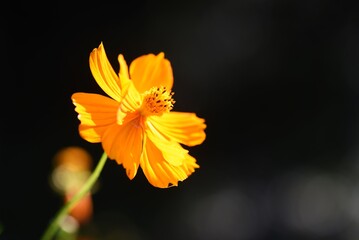 Golden cosmos (Cosmos sulphureus) and a  butterfly