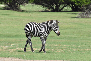 Obraz na płótnie Canvas zebra in the grass