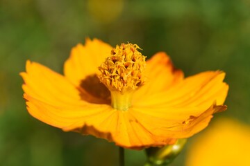 Golden cosmos (Cosmos sulphureus) and a  butterfly