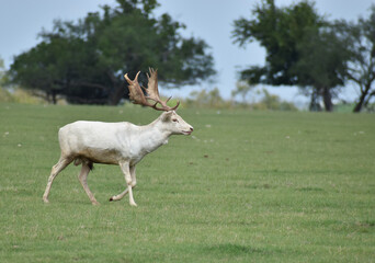 Fallow Deer