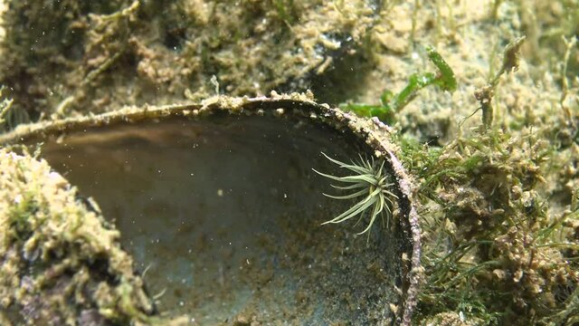 A small Actinia - an invader in the Black Sea Diadumene lineta, Odessa Bay