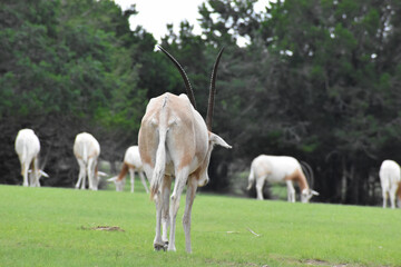 Oryx