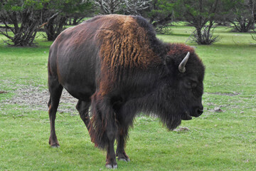 American bison
